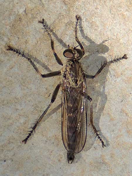 a Robber Fly, Asilidae, observed at Taita Hills, Kenya. Photo © by Michael Plagens