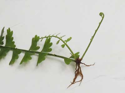 terminus of frond, Asplenium sp., rooting to form new plant photo © by Michael Plagens