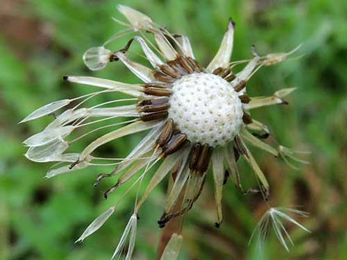 seeds and inflorescence of a Taraxicum or other Asteraceae, Taita Hills, Kenya, photo © by Michael Plagens