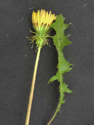 leaf and flower head inflorescence of a Taraxicum or other Asteraceae, Taita Hills, Kenya, photo © by Michael Plagens