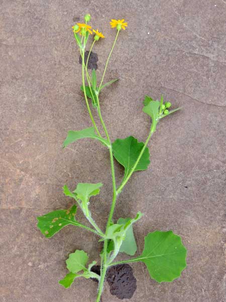 a Senecio species, Asteraceae, from Taita Hills, Kenya, photo © by Michael Plagens