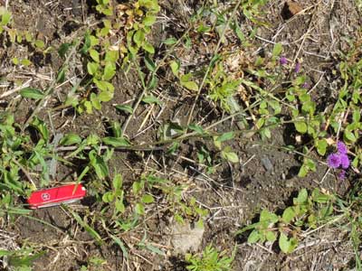 a trailing species, Asteraceae, from Machakos, Kenya, photo © by Michael Plagens