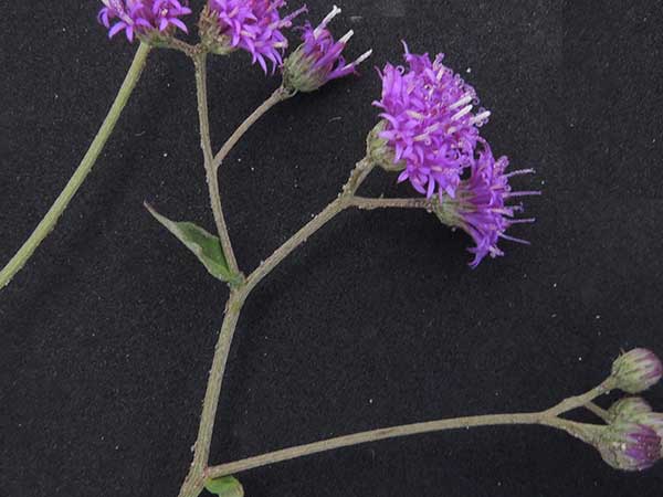 a trailing species, Asteraceae, from Machakos, Kenya, photo © by Michael Plagens