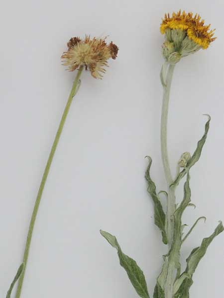 a Gnaphalium species, Asteraceae, from Machakos, Kenya, photo © by Michael Plagens