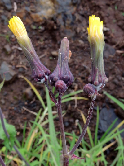 composite flower heads, Sonchus sp., Kirinyaga, Kenya, photo © by Michael Plagens