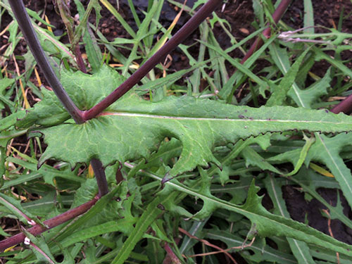 composite leaves with clasping base, Sonchus sp., Kirinyaga, Kenya, photo © by Michael Plagens