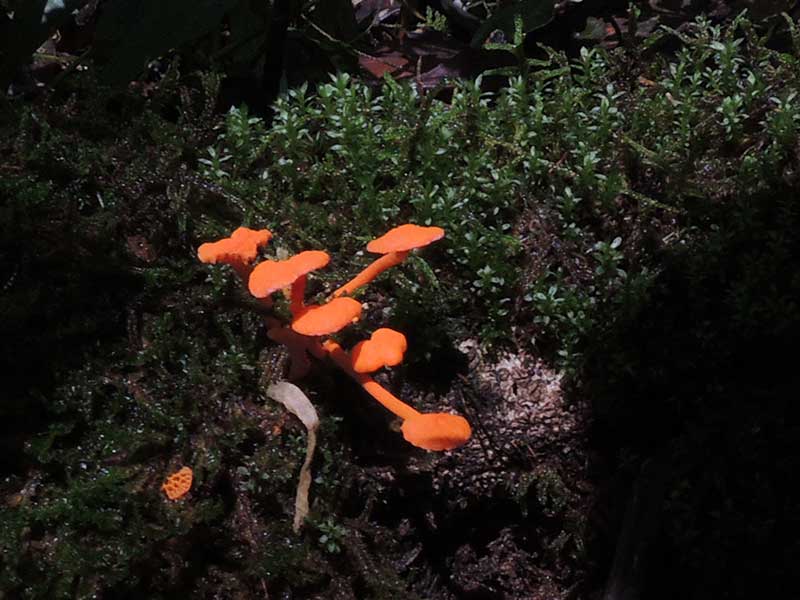 a bright orange spatula shaped mushroom from Mt. Kenya, Kenya. Photo © by Michael Plagens