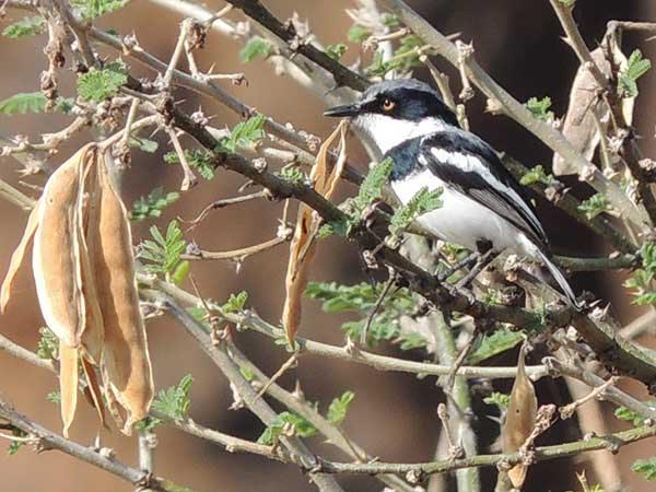 Pygmy Batis, Batis perkeo, photo © by Michael Plagens