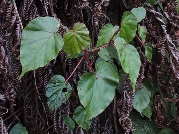 Begonia, Begoniaceae, from Mt. Kenya area photo © by Michael Plagens