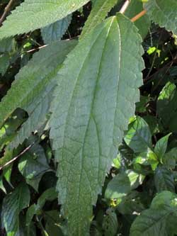 Leaf detail of Boehmeria macrophylla, in Kenya, photo © by Michael Plagens