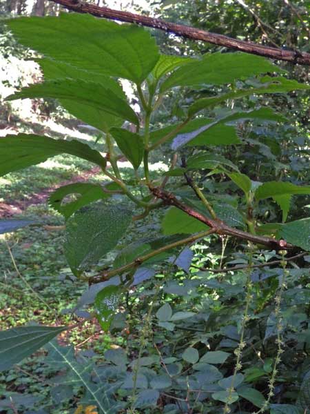 False Nettle, Boehmeria macrophylla, in Kenya, photo © by Michael Plagens