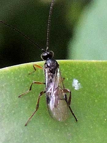 a small braconid wasp from Kakamega Forest, October 2016. Photo © by Michael Plagens