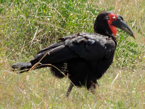 Southern Ground Hornbill, Bucorvus leadbeateri, photo © by Michael Plagens.