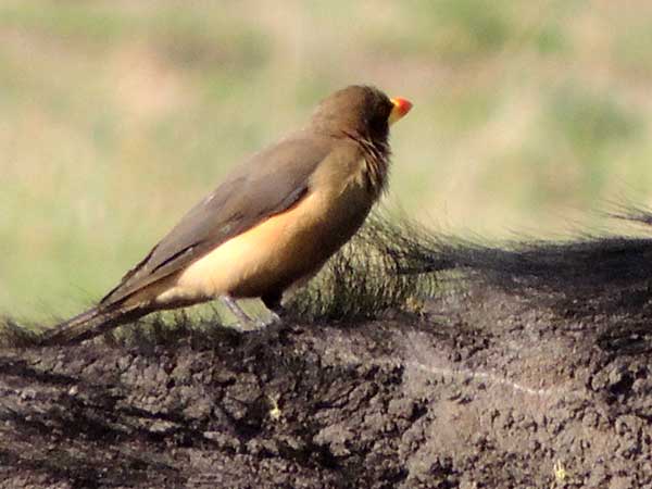 Yellow-billed Oxpecker, Buphagus africanus, photo © by Michael Plagens