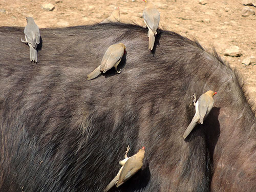 Red-billed Oxpecker, Buphagus erythrorhynchus, photo © by Michael Plagens