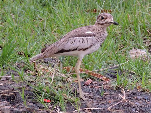 Water Thick-knee, Burhinus vermiculatus, photo © by Michael Plagens