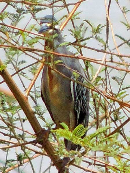 Striated Heron, Butorides striata, photo © by Michael Plagens