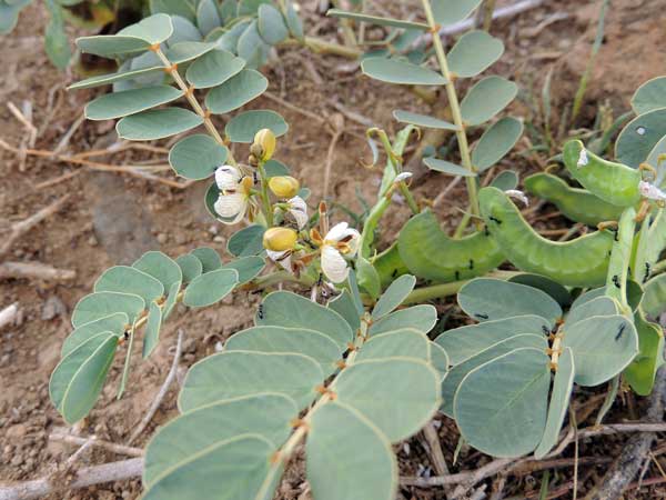 Cryptosepalum from Baringo, Kenya, photo © by Michael Plagens