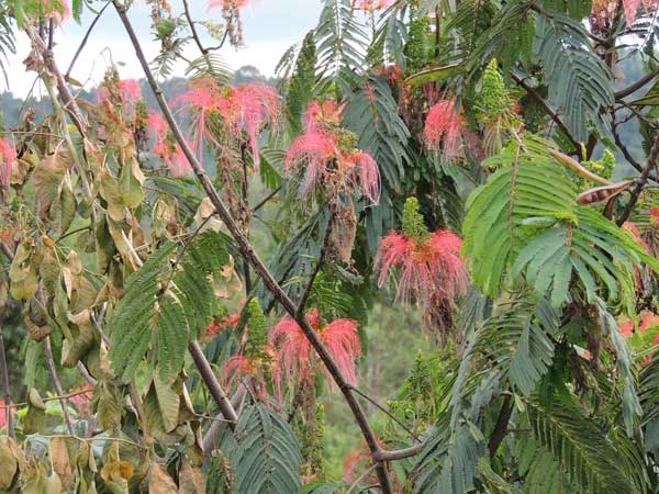 Calliandra calothyrsus, Kenya, photo © by Michael Plagens