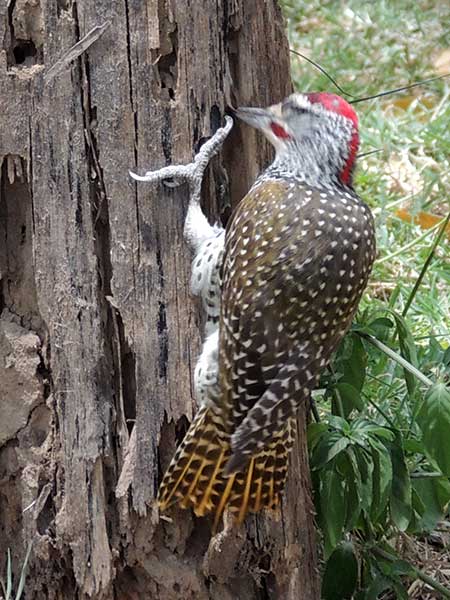 Nubian Woodpecker, Campethera nubica, photo © by Michael Plagens.