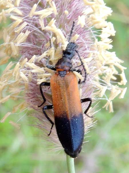 Soldier Beetle, Cantharidae from Machakos, Kenya, Africa. Photo © by Michael Plagens