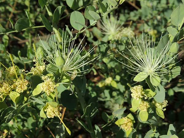 Caper, Capparis sp, Baringo, Kenya, photo © by Michael Plagens