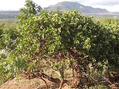 Caper, Capparis tomentosa or polymorpha, Kenya, photo © by Michael Plagens