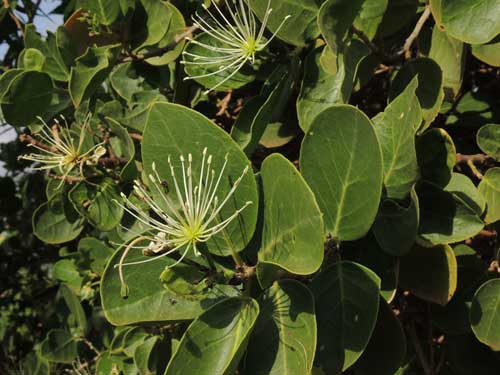 Caper, Capparis tomentosa or polymorpha, Kenya, photo © by Michael Plagens