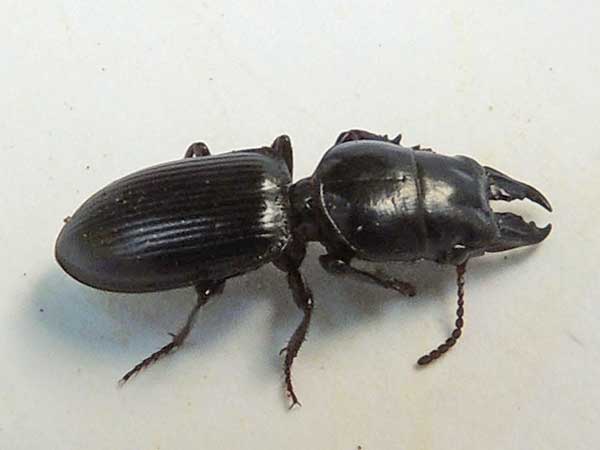 Lorphya, Carabidae, at Baringo, Kenya, photo © by Michael Plagens