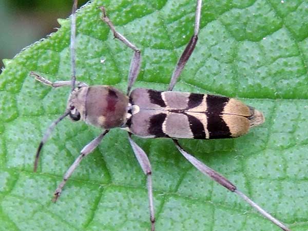 a longhorn beetle, cerambycidae, from Taita Hills, Kenya. Photo © by Michael Plagens