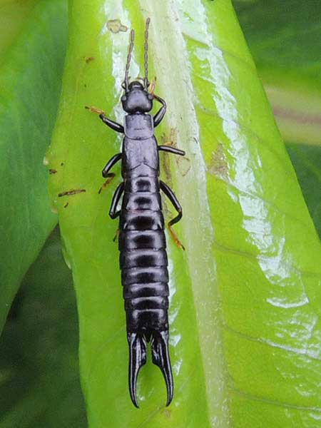 an earwig, Chelisochidae, from Mt. Kenya, Kenya. Photo © by Michael Plagens