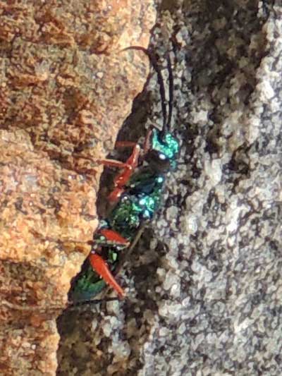 Emerald Cockroach Hunter, Ampulex compressa, Kenya. Photo © by Michael Plagens