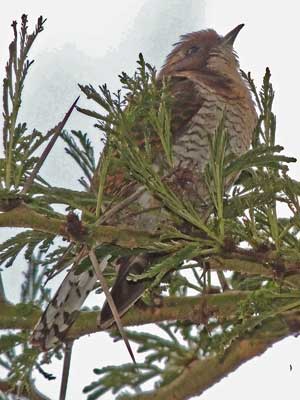 Diedereck's Cuckoo, Chrysococcyx caprius, photo © by Michael Plagens.