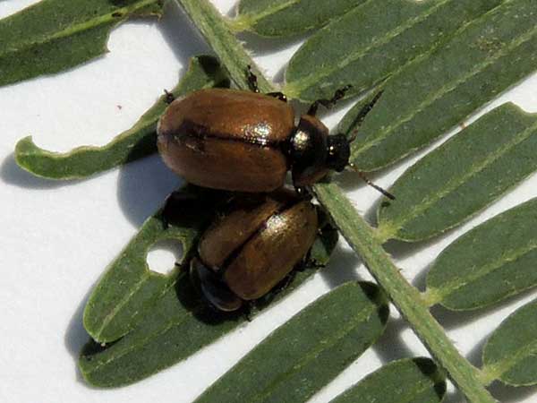 Chrysomelidae on Sesbania, Kenya, photo © by Michael Plagens