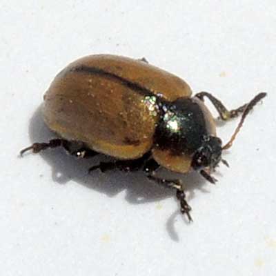 Chrysomelidae on Sesbania, Kenya, photo © by Michael Plagens