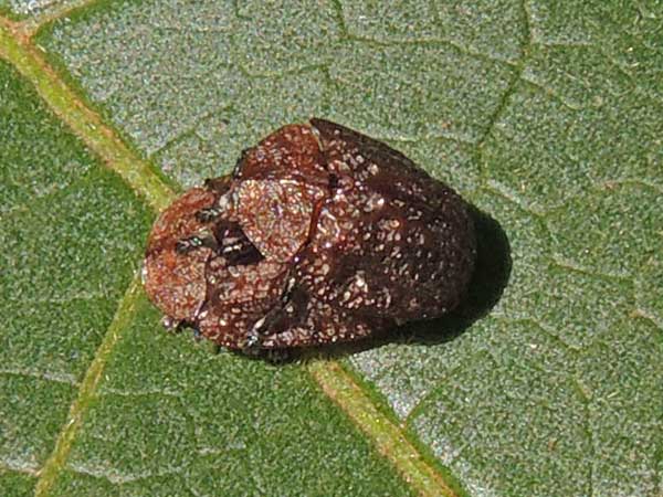 Chrysomelidae Cassidinae from Kakamega, Kenya, photo © by Michael Plagens