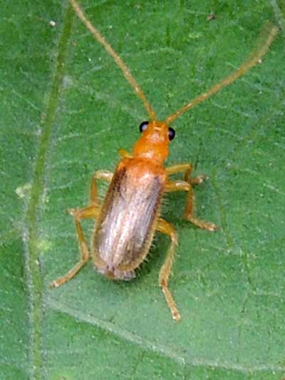 a Chrysomelidae in s.f. Galerucinae, from Kitale, Kenya, photo © by Michael Plagens