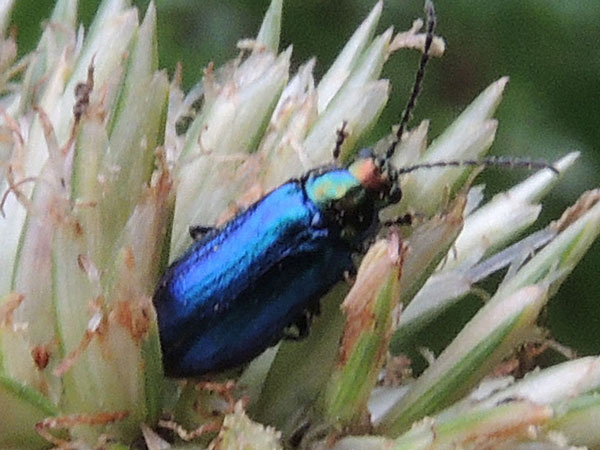 a Chrysomelidae in s.f. Galerucinae, from Mt. Kenya Forest, Kenya, photo © by Michael Plagens