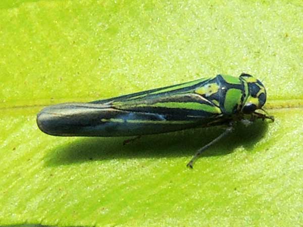 a sharpshooter leafhopper, Cicadelidae, from Kakamega Forest, Kenya. Photo © by Michael Plagens