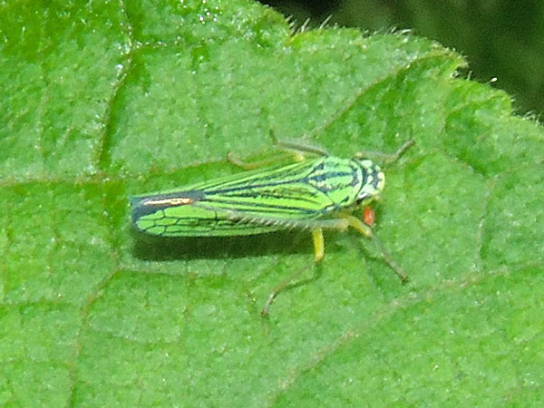 a Pavonia sharpshooter leafhopper, Cicadelidae, from Mt. Kenya Forest, Kenya. Photo © by Michael Plagens