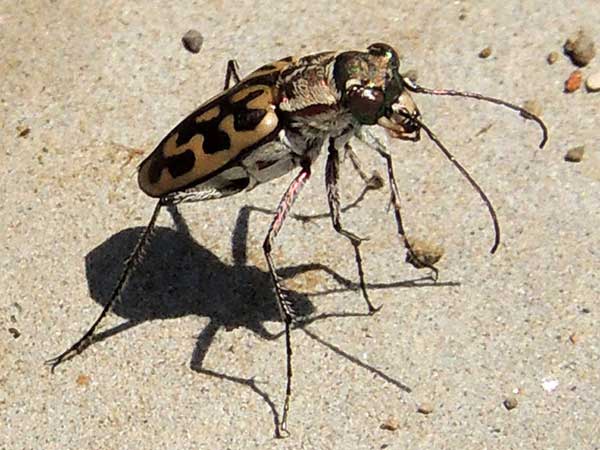 Lorphya, Carabidae, at Baringo, Kenya, photo © by Michael Plagens