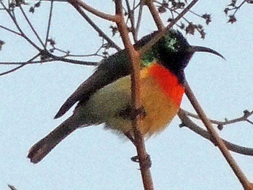 Double-collared Sunbird, Cinnyris mediocris, photo © by Michael Plagens.