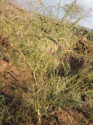 Cleome hirta from Kenya, photo © by Michael Plagens