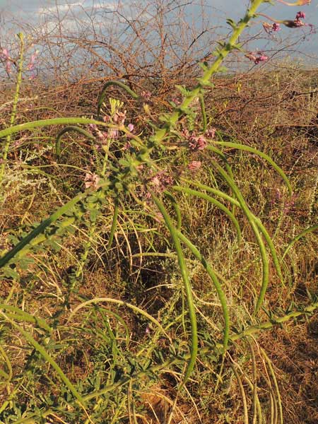 Cleome hirta from Kenya, photo © by Michael Plagens