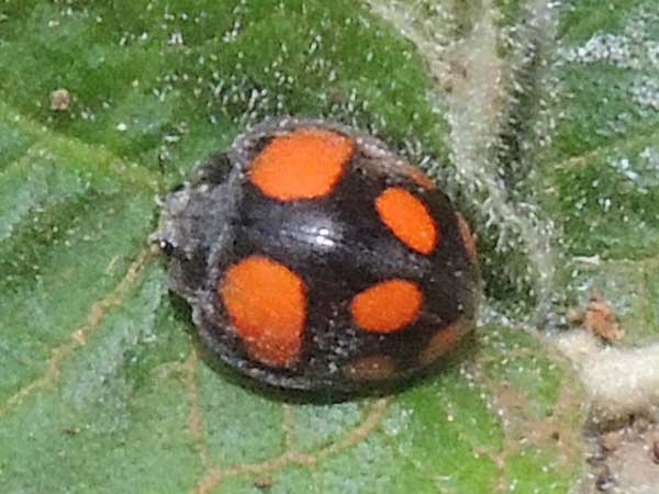 lady beetles, Coccinellidae, observed in Gatamaiyo Forest, Gilgil, Kenya. Photo © by Michael Plagens