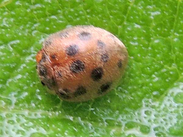 lady beetles, Coccinellidae, observed in Wundanyi, Kenya. Photo © by Michael Plagens