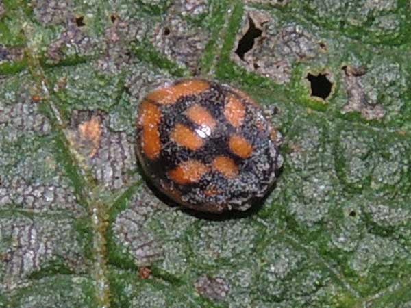 lady beetles, Coccinellidae, observed in Mt. Kenya Forest Reserve, Kenya. Photo © by Michael Plagens