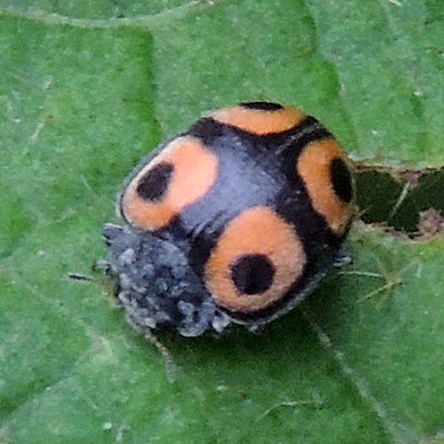 lady beetles, Coccinellidae, observed in Mt. Kenya Forest Reserve, Kenya. Photo © by Michael Plagens