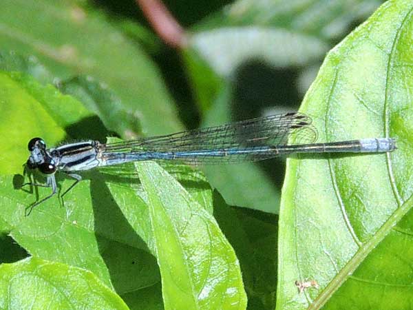 a blue damselfly, Coenagrionidae, from Kakamega Forest, Kenya. Photo © by Michael Plagens