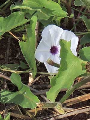 Ipomoea species from Kenya, photo © by Michael Plagens